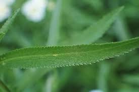 Attēlu rezultāti vaicājumam “Achillea salicifolia”