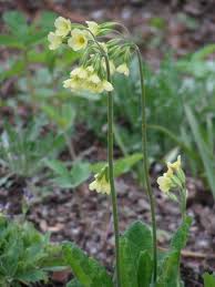 Attēlu rezultāti vaicājumam “Primula veris leaf”