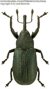 Attēlu rezultāti vaicājumam “Magdalis sp.”