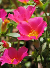 Attēlu rezultāti vaicājumam “Portulaca oleracea flower”