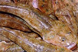 Image result for Platycephalus richardsoni