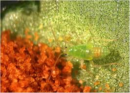 Attēlu rezultāti vaicājumam “Blepharidopterus angulatus imago”