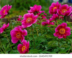 Attēlu rezultāti vaicājumam “Paeoniaceae”