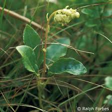 Attēlu rezultāti vaicājumam “Orthilia secunda leaf”