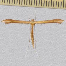 Attēlu rezultāti vaicājumam “Stenoptilia pterodactyla”