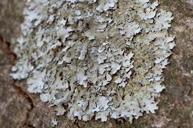 Attēlu rezultāti vaicājumam “Parmelia serrana”