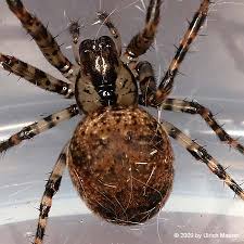 Attēlu rezultāti vaicājumam “Metellina merianae”