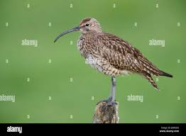 Attēlu rezultāti vaicājumam “Numenius phaeopus adult”