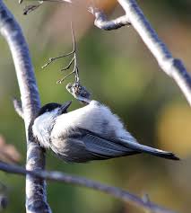 Image result for Poecile montana