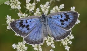 Attēlu rezultāti vaicājumam “Phengaris arion”