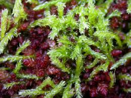 Attēlu rezultāti vaicājumam “Straminergon stramineum”