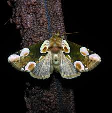 Attēlu rezultāti vaicājumam “Thyatira batis imago”