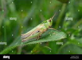 Attēlu rezultāti vaicājumam “Omocestus viridulus”