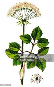 Attēlu rezultāti vaicājumam “Laserpitium latifolium bud”