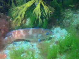 Image result for Tautoga onitis