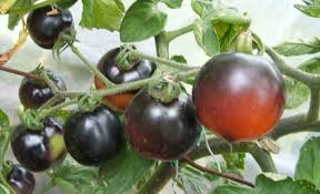 Afbeeldingsresultaat voor debarro black tomato
