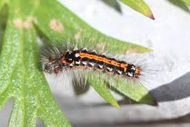 Attēlu rezultāti vaicājumam “Euproctis similis larva”