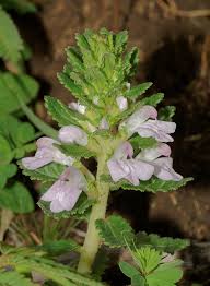 Attēlu rezultāti vaicājumam “Pedicularis palustris leaf”