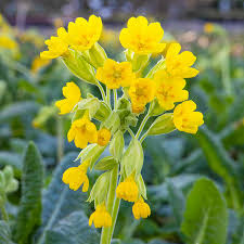 Image result for Primula veris