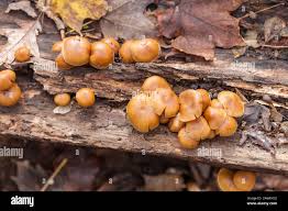 Attēlu rezultāti vaicājumam “Gymnopilus sapineus”