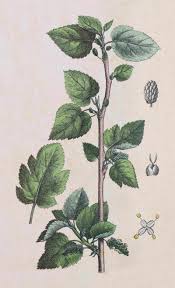 Attēlu rezultāti vaicājumam “Morus alba leaf”