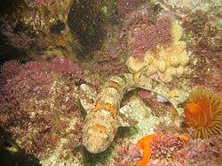 Image result for Haploblepharus edwardsii