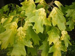 Attēlu rezultāti vaicājumam “Quercus rubra leaf”