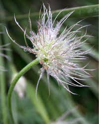 Attēlu rezultāti vaicājumam “Pulsatilla patens fruit”