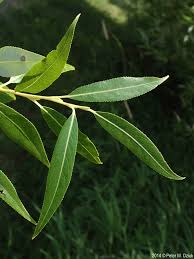 Attēlu rezultāti vaicājumam “Salix fragilis”