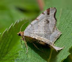 Attēlu rezultāti vaicājumam “Macaria alternata”