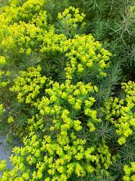 Attēlu rezultāti vaicājumam “Euphorbia cyparissias flower”