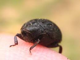 Attēlu rezultāti vaicājumam “Byrrhidae”