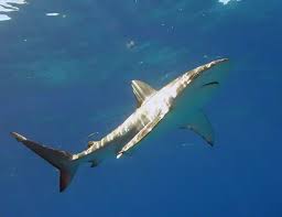 Image result for Carcharhinus isodon