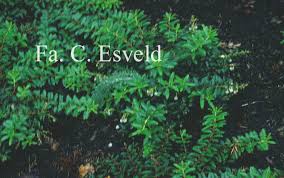 Attēlu rezultāti vaicājumam “Gaultheria cuneata”