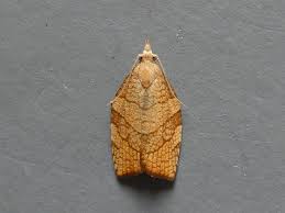 Attēlu rezultāti vaicājumam “Pandemis corylana”