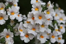 Image result for Elfenspiegel