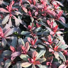 Image result for Wolfsmilch