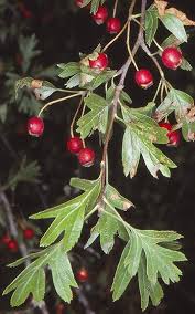 Attēlu rezultāti vaicājumam “Crataegus monogyna fruit”