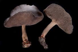 Attēlu rezultāti vaicājumam “Helvella macropus”