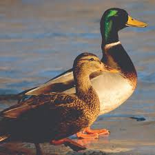 Attēlu rezultāti vaicājumam “Anas platyrhynchos male”