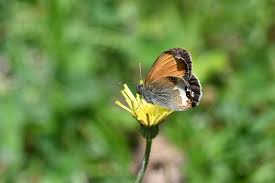 Attēlu rezultāti vaicājumam “Coenonympha arcania underside”