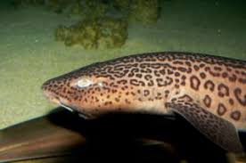 Image result for Poroderma pantherinum