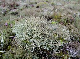 Attēlu rezultāti vaicājumam “Cetraria islandica”