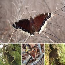 Attēlu rezultāti vaicājumam “Nymphalis antiopa upperside”