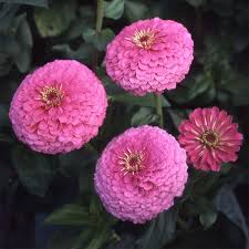 Image result for Zinnia elegans