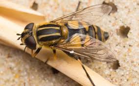 Attēlu rezultāti vaicājumam “Helophilus hybridus”