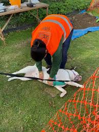 Image result for Great Torrington Bowling Club