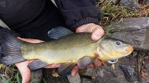 Image result for Tinca tinca