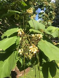 Attēlu rezultāti vaicājumam “Catalpa ovata fruit”