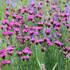 Image result for Dianthus carthusianorum